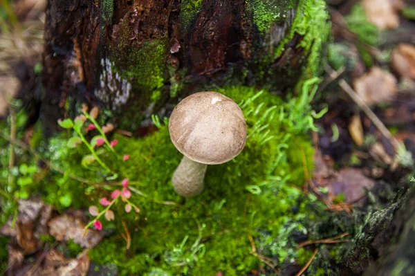 Jonge berken bolete paddestoel in mos in de herfst bos — Stockfoto