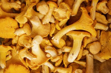 Piyasada satılık Chanterelles 'in tam kare görüntüsü