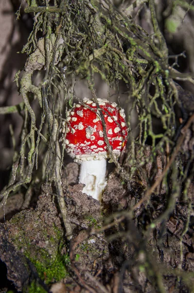 Inedible mushroom fly agaric growing in roots in forest — Stock Photo, Image