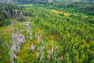 Bataklıkların havadan görünüşü, farklı renklerde çam ormanı