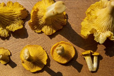 Tahta arka planda taze sarı, lezzetli vejetaryen mantar mantarı.