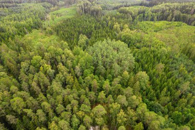 Yeşil çam ormanının tam üstünde. 
