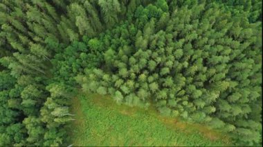 Yeşil çam ormanının tam üstünde. 