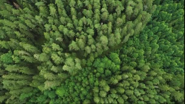 Direct boven het volledige frame van groen dennenbos — Stockvideo