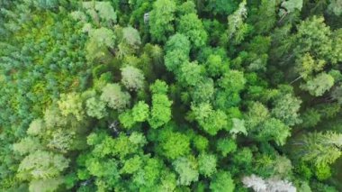 Yeşil çam ormanının tam üstünde. 