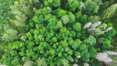 Yeşil çam ormanının tam üstünde. 