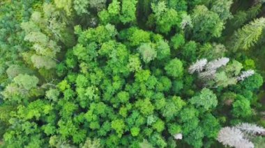 Yeşil çam ormanının tam üstünde. 