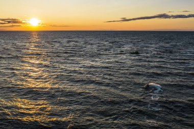 Güneşin altın yansıması içinde suyla kayan bir adam