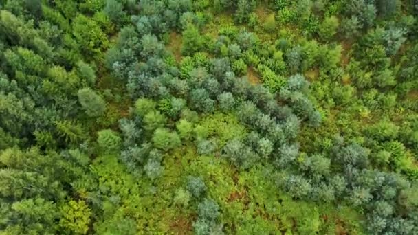 Directement au-dessus du cadre complet de la forêt de pins verts 