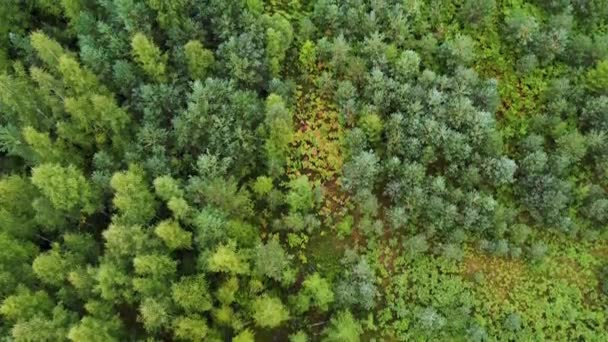 Diretamente acima do quadro cheio tiro de floresta de pinheiro verde — Vídeo de Stock