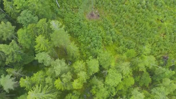 Directement au-dessus du cadre complet de la forêt de pins verts 