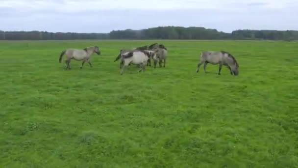 Grupa zagrożonych dzikich koni wypasa trawę na pastwiskach — Wideo stockowe