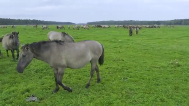 Groep bedreigde wilde paarden grazen gras op weiland — Stockvideo