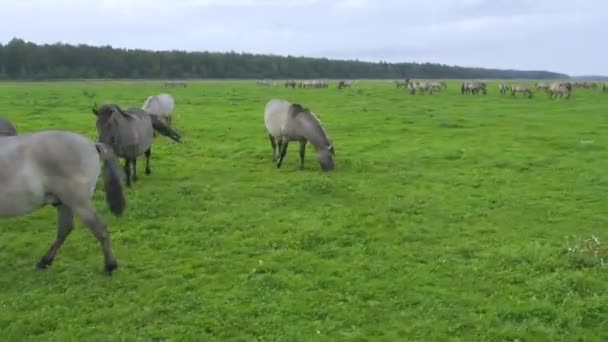 Skupina ohrožených divokých koní pasou trávu na pastvinách — Stock video