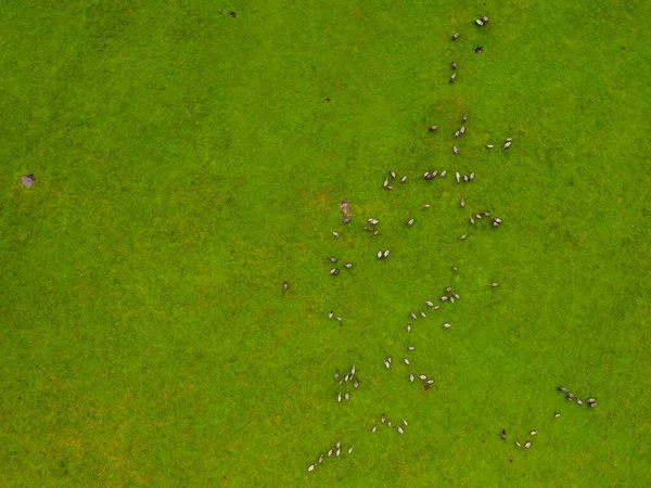 Group of endangered wild horses graze grass on pasture — Stock Photo, Image