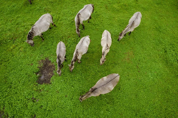 Grupo de cavalos selvagens ameaçados pastam grama em pasto — Fotografia de Stock