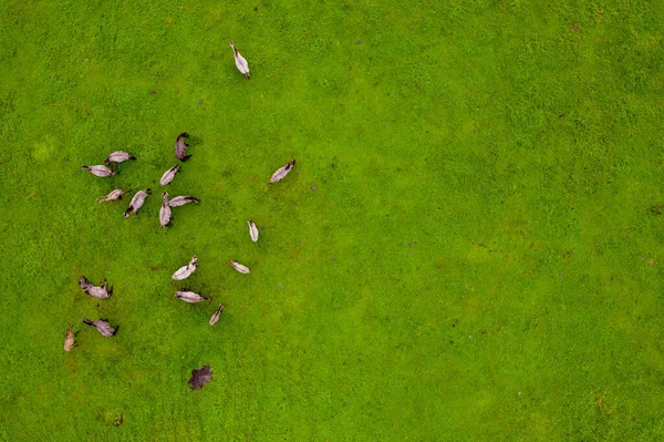 Group of endangered wild horses graze grass on pasture