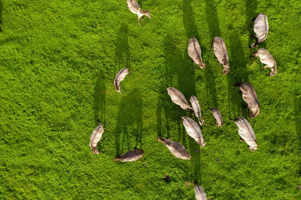 Group of endangered wild horses graze grass on pasture — Stock Photo, Image