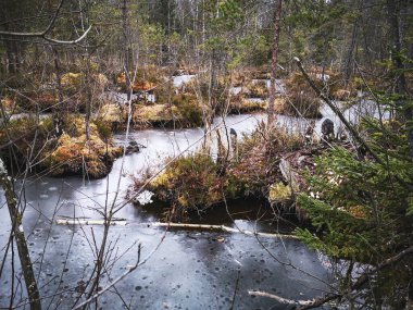Sonbaharın sonlarında ladin ağaçları arasında donmuş bataklık gölleri