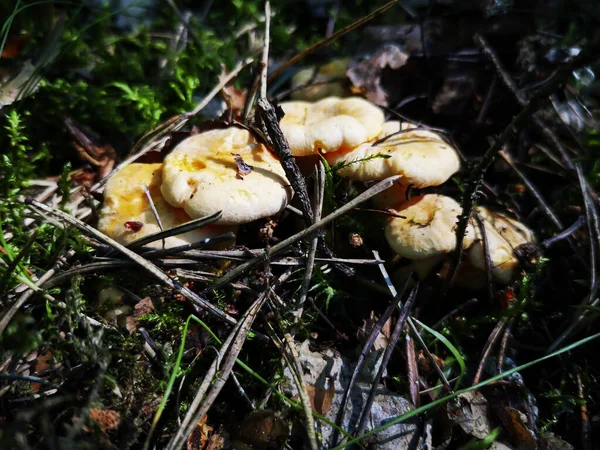 Amarillo deliciosas setas cantarela en agujas de musgo y abeto — Foto de Stock