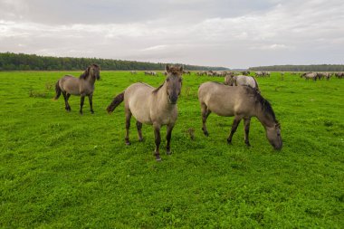 Nesli tükenmekte olan bir grup vahşi at otlakta otlanıyor.