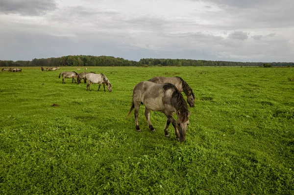 Group of endangered wild horses graze grass on pasture