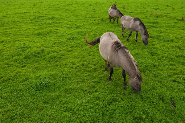 Group of endangered wild horses graze grass on pasture