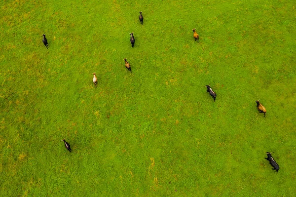 Group of endangered wild horses graze grass on pasture