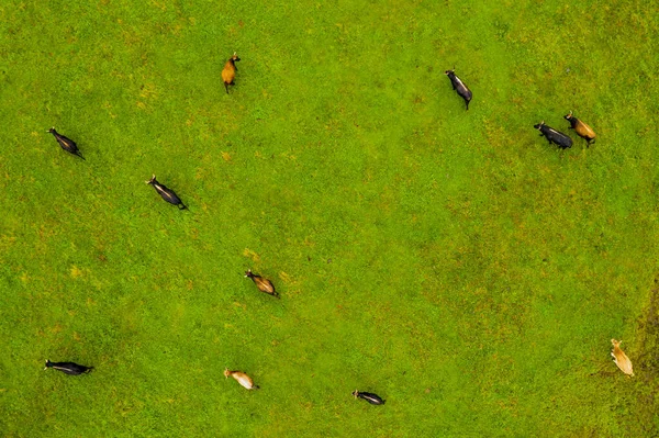 Group of endangered wild horses graze grass on pasture — Stock Photo, Image