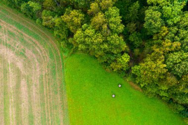 Yeşil Çiftlik Çimleri, mısır tarlaları ve sonbahar ormanı