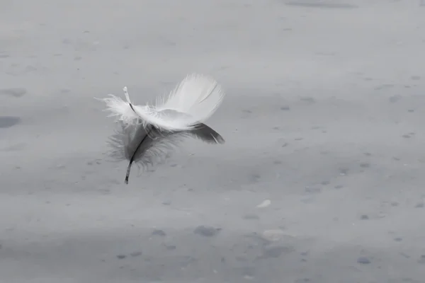 물에 깃털. — 스톡 사진
