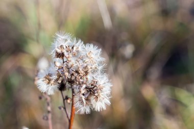 Alan çiçekler kışın.