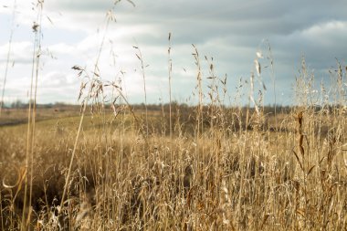 Tarladaki çimenler.