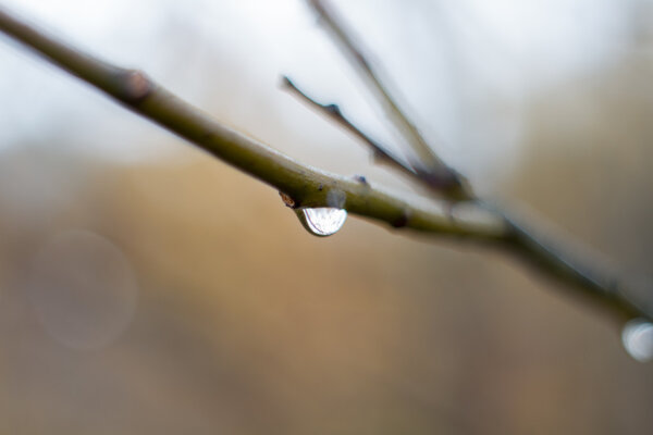 Branch with rain drop.
