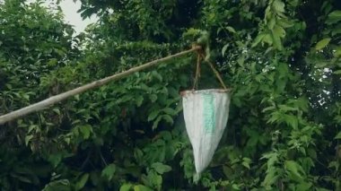 Ağaç karıncaları el huni çantası ile yakalamak