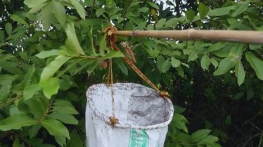 Ağaç karıncaları el huni çantası ile yakalamak