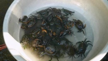 Yengeçler Havzası yakalanmış bir yengeç avcısı tarafından pirinç alanlardaki (yakın ) 
