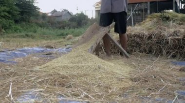 Bir oluklu ahşap platformda elle Uçan kuştan dayak çiftçi salkım tahıl ayırmak için