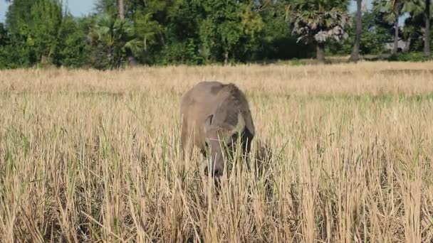 Vitello di bufala che mangia paglia nel campo — Video Stock
