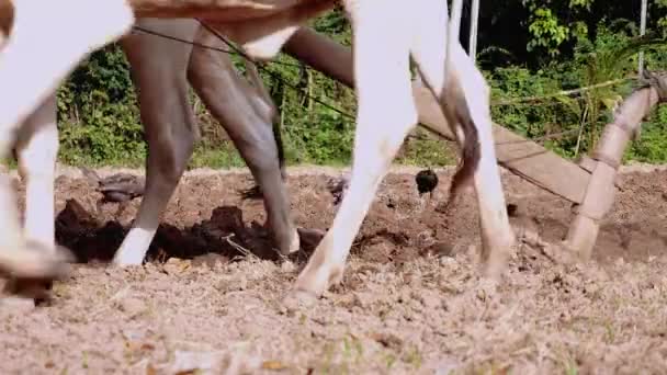 Manuelles Pflügen mit weißen Ochsen und Holzpflug — Stockvideo