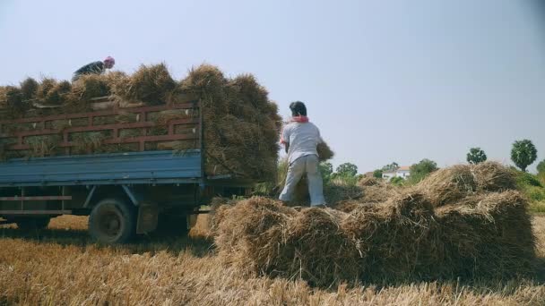 Farmers loading bundles of hay from rice field into a pickup truck — Stock Video