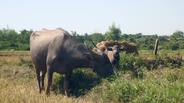 Waterbuffel vastgebonden met touw en kalf grazen in een veld — Stockvideo