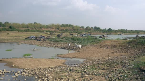 Vista à distância do agricultor lavando vacas brancas em uma lagoa — Vídeo de Stock