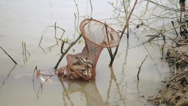 Fischer hält frisch gefangene Fische in einem Käfignetz, das Wasser durchtränkt — Stockvideo