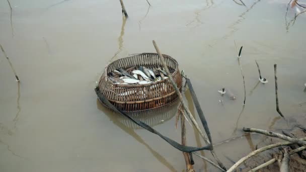 Bamboe mandje houden van verse vis vangen in ondiepe wateren — Stockvideo