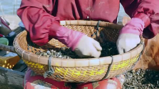 Frau sortiert Flussmuscheln in Bambuskorb aus Felsen — Stockvideo