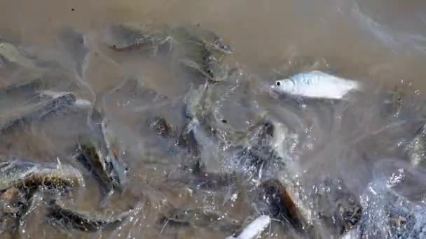 Fish catch enmeshed in fishing net soaking at river's edge — Stock Video