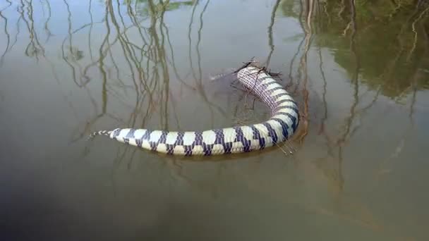 Serpent capturé dans le filet de pêche et flottant mort dans le lac — Video