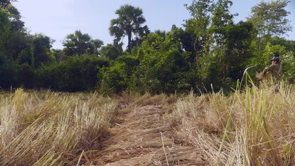 Granjero agrupando paja de arroz en una gavilla en el campo — Vídeo de stock