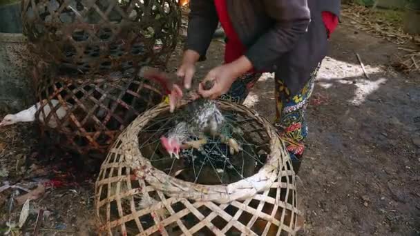 Фермер вбиває курей за їжу і тримає їх у бамбукових клітках — стокове відео